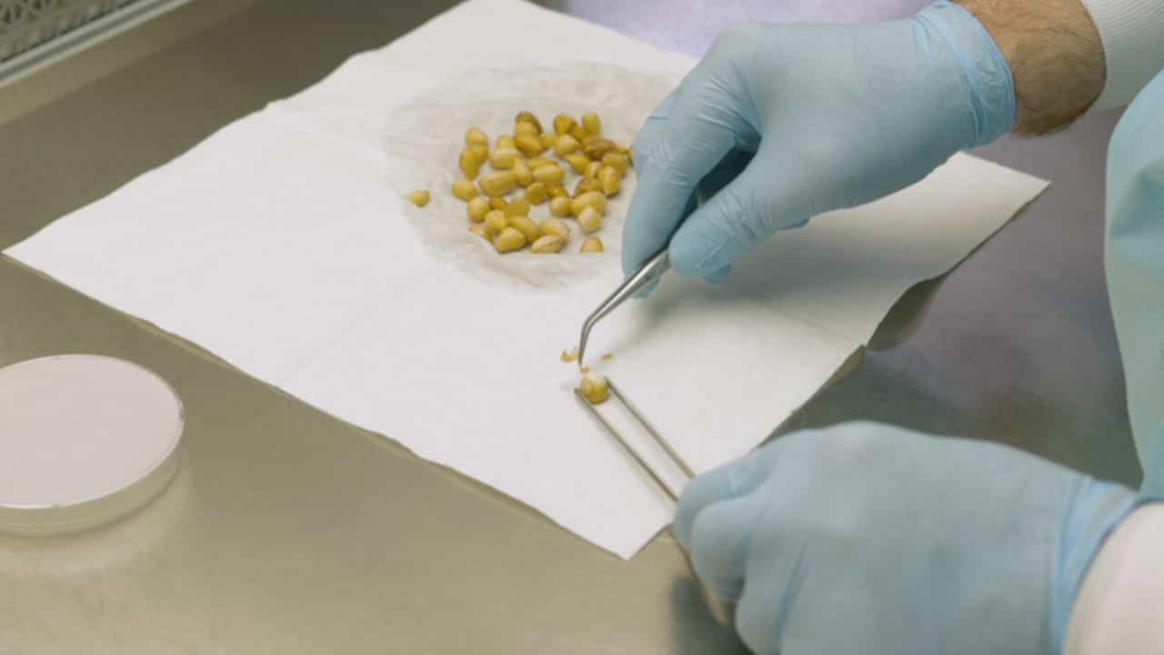 Author Spotlight: Quantification of Aflatoxins and Phytoalexins in Peanut Seeds to Identify Genetic Resistance Against Aspergillus