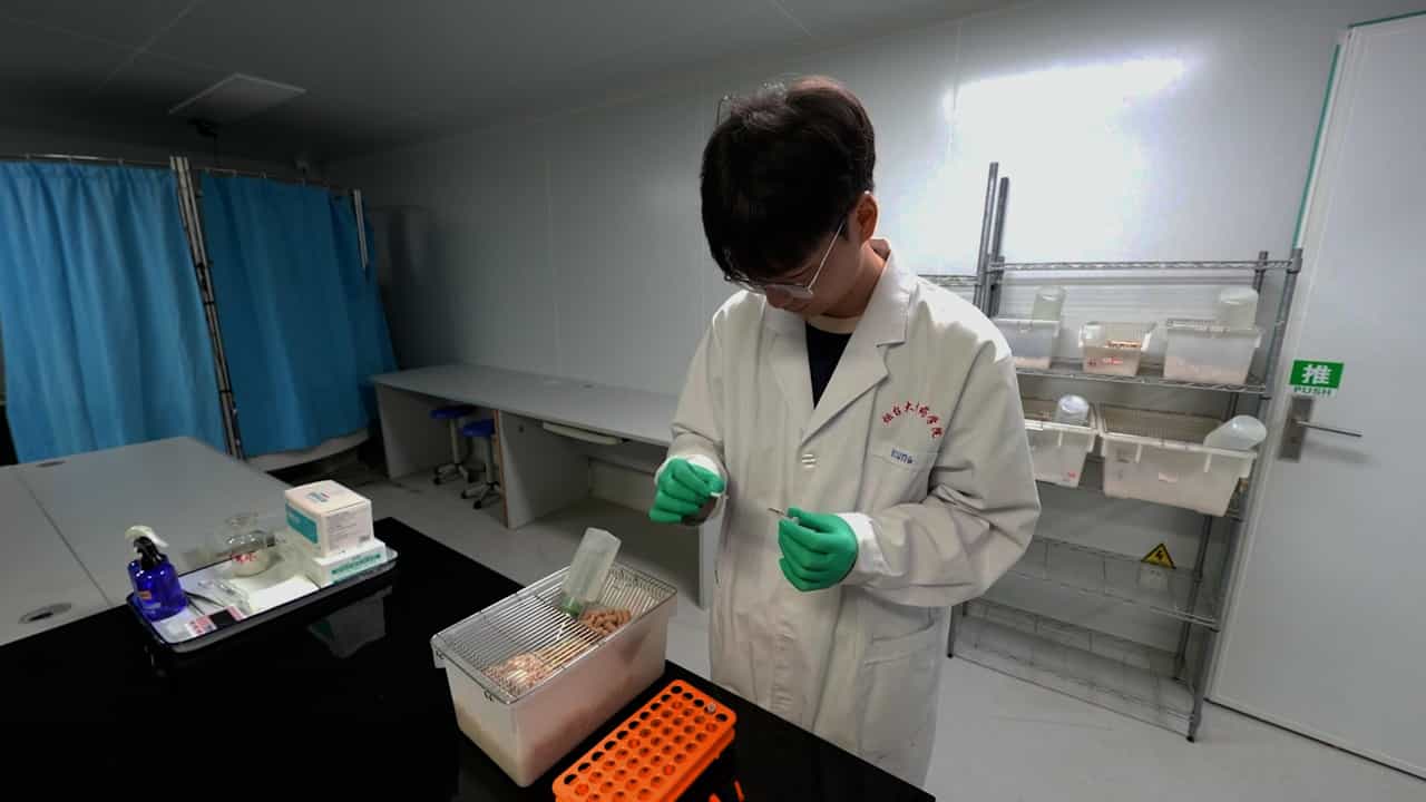 Author Spotlight: Enhanced Method for Evaluating Analgesic Effects — Dual Hind Paw Carrageenan Injection in Mice