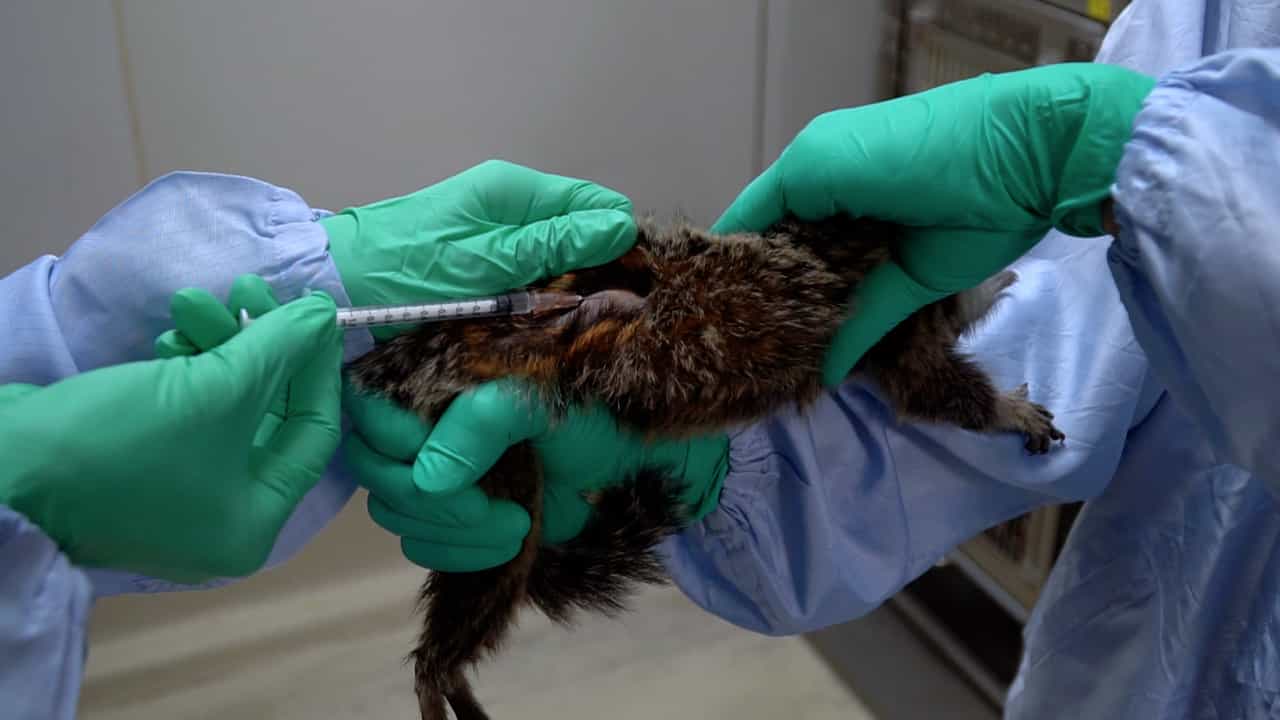 Author Spotlight: Developing a Safer and More Efficient Treatment Protocol for Wasting Marmoset Syndrome (WMS)