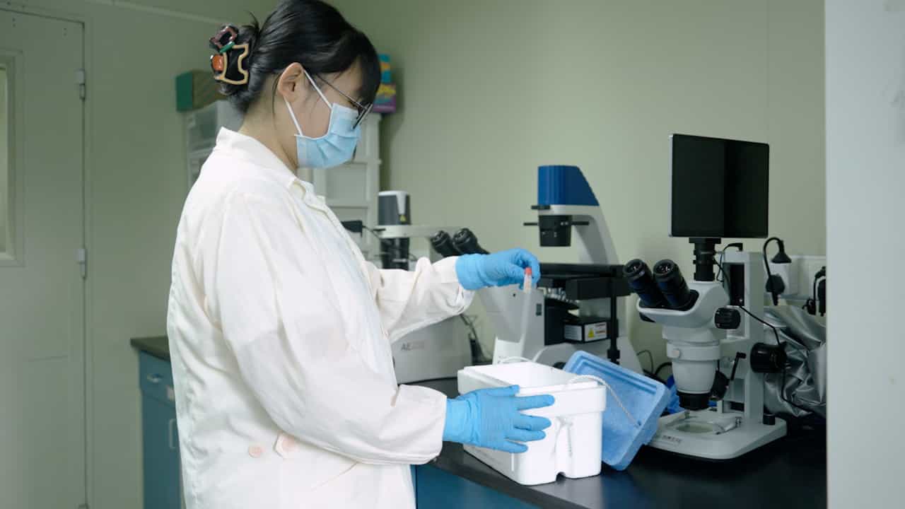In Vitro Culture for H5N1-Specific Duck T Cells and Detection of Immune Responses Using Intracellular Cytokine Staining Method