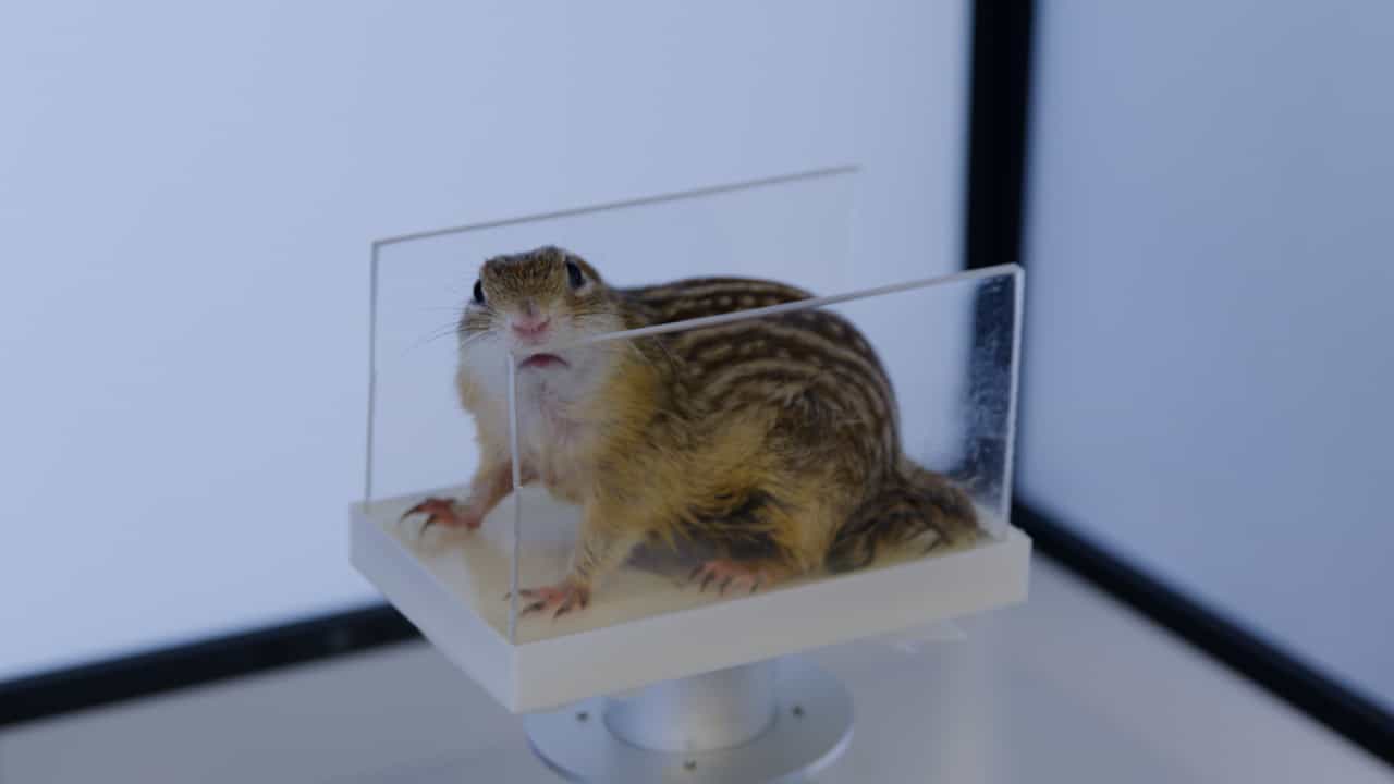 Non-aversive Animal Restraint Enabling Recording of Optomotor Reflex in Ground Squirrels