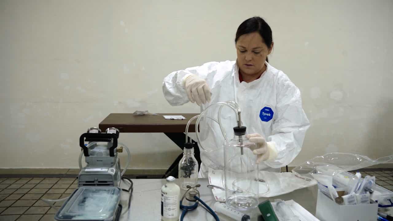 Large Volume Blood Collection from Swine for In Vitro Applications: Use of Intracardiac Cannulation and a Vacuum Pump as a Terminal Procedure