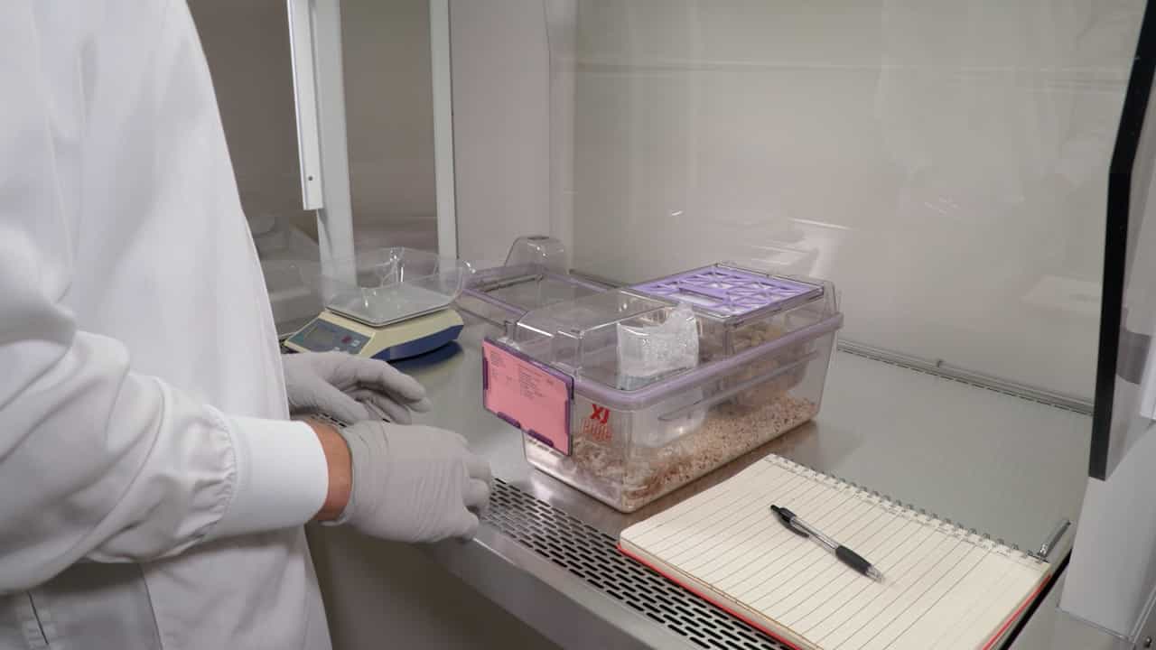 Frailty Assessment in an Aging Mouse Model