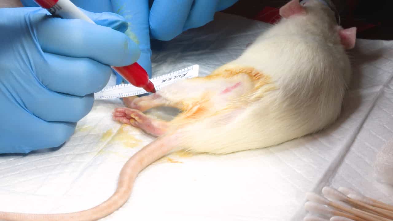 Rat Hindlimb Below-Knee Amputation Model and Immediate Targeted Muscle Reinnervation