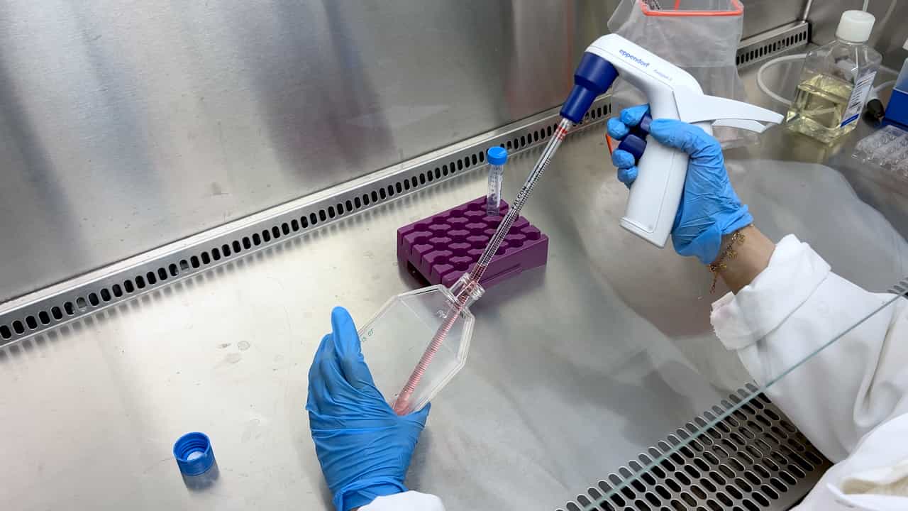 Investigating Glycolysis in Primary Microglia Using Extracellular Flux Assay