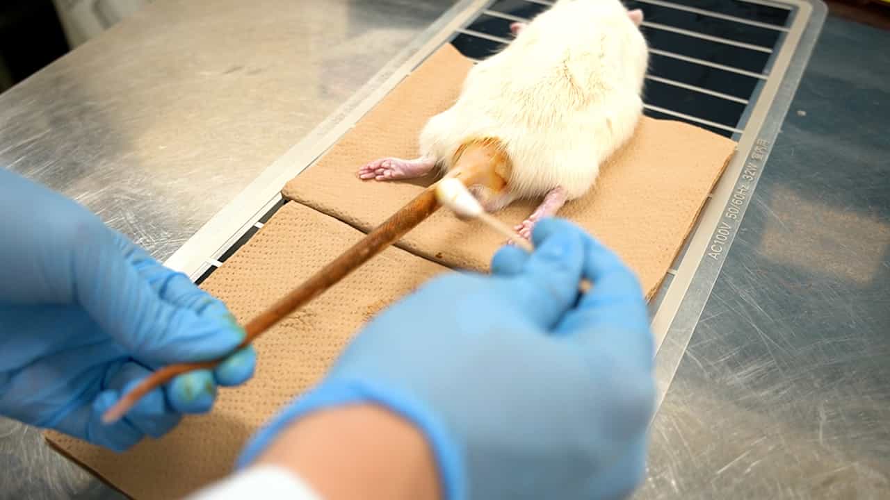 Development of a Rat Caudal Interbody Fusion Model: A Pilot Feasibility Study
