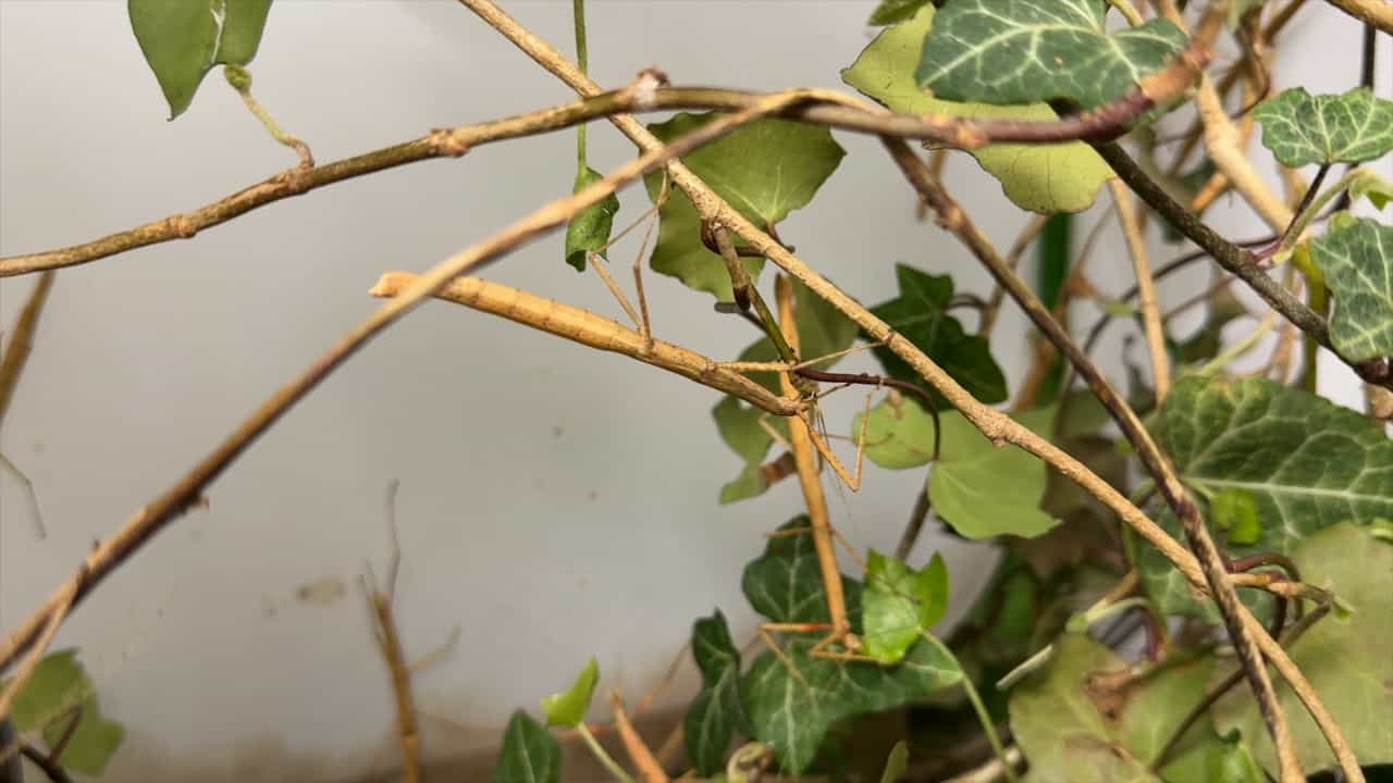 A Standardized Protocol for Rearing Carausius morosus (Phasmatodea, Insecta) in Laboratory Settings
