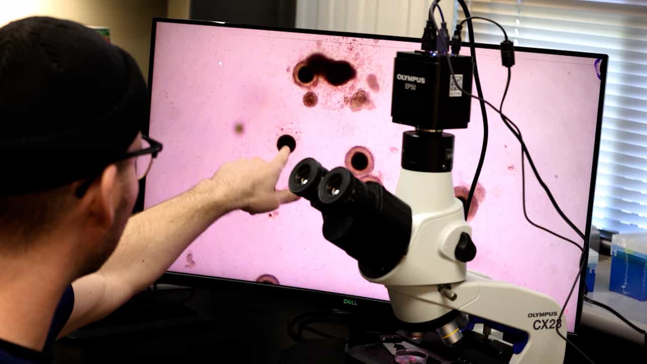 Laparoscopic Ovum Pick-up For In Vivo Oocyte Retrieval In Alpacas