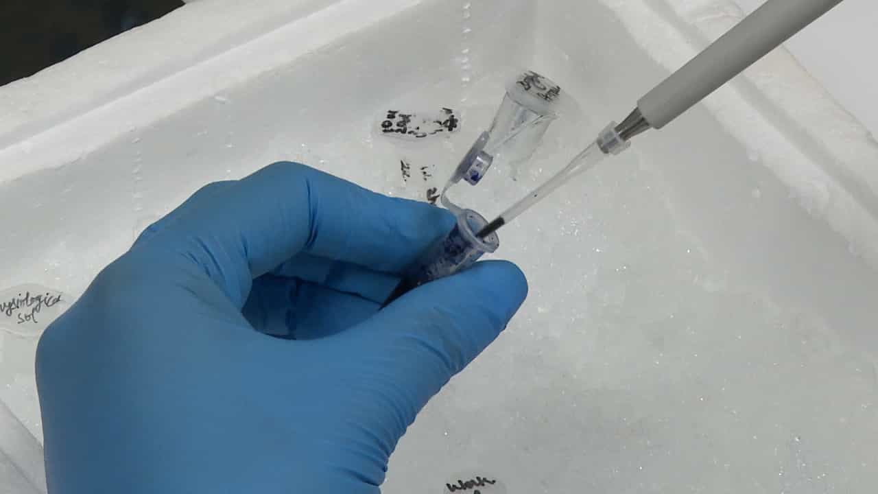 Microinjection of Interleukin-6 into the Bloodstream of TSC Zebrafish Larvae to Study Neuropsychiatric Disorder-Like Behaviors
