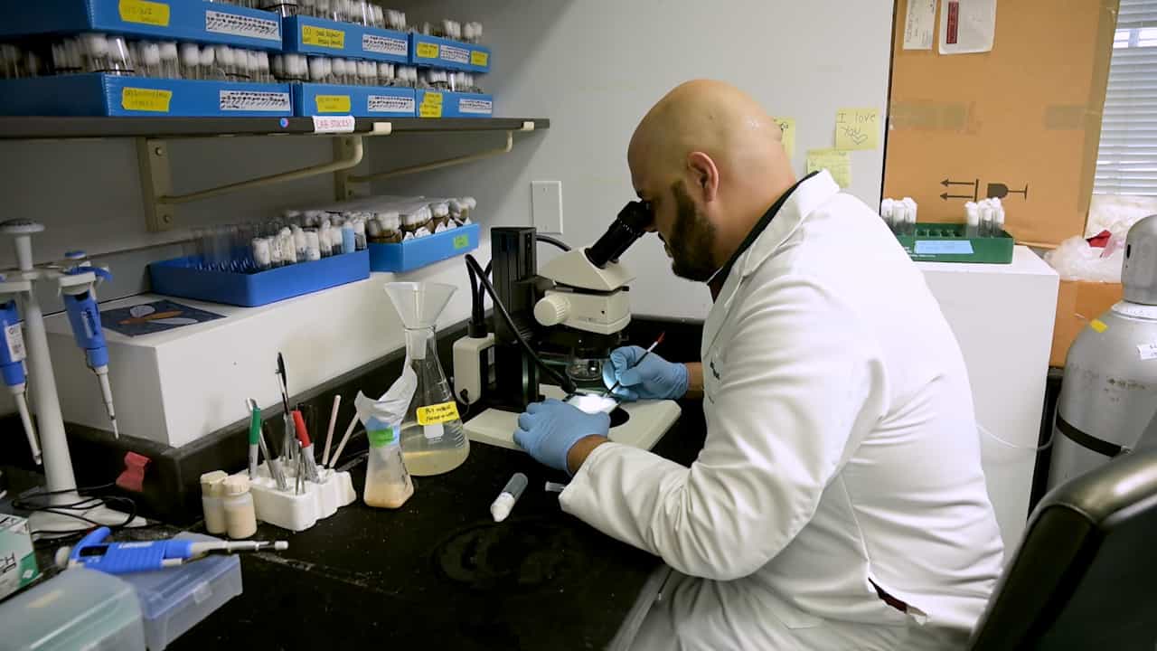 Measuring DNA Double-Strand Break Repair Using the DR-white Assay in Drosophila melanogaster