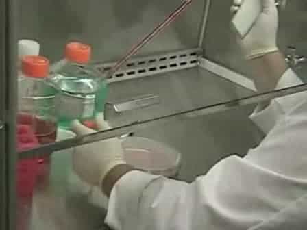 Human ES cells: Starting Culture from Frozen Cells