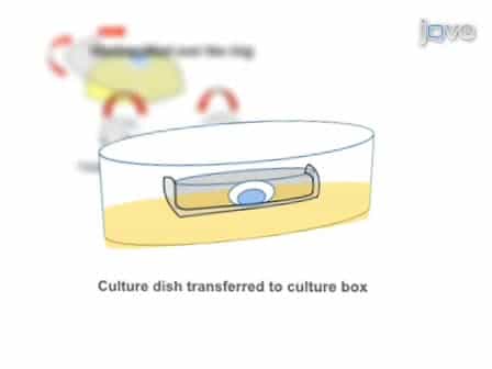 Method for Culture of Early Chick Embryos ex vivo New Culture