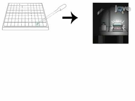 A Behavioral Assay to Measure Responsiveness of Zebrafish to Changes in Light Intensities