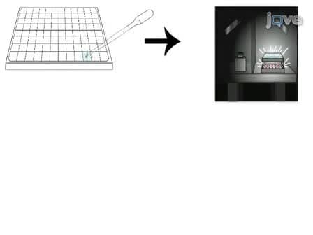 A Behavioral Assay to Measure Responsiveness of Zebrafish to Changes in Light Intensities