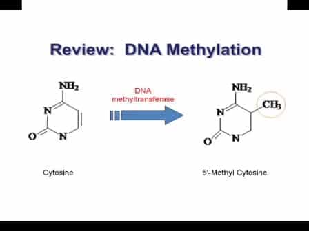 Methylated DNA Immunoprecipitation
