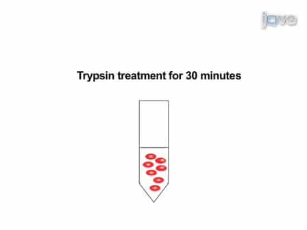 Protocol for Culturing Sympathetic Neurons from Rat Superior Cervical Ganglia SCG